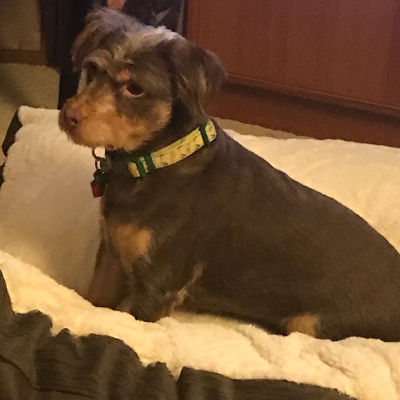 Smoke Free and Pet Friendly Home - Picture 4 of 9